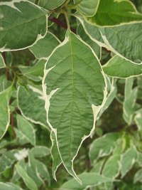 Licie odmiany Variegata derenia widwy