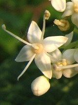 Kwiaty derenia widwy