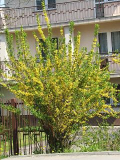 Forsycja porednia - pokrj
