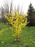 Forsycja porednia