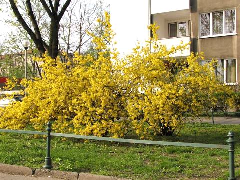 Forsycja porednia - pokrj
