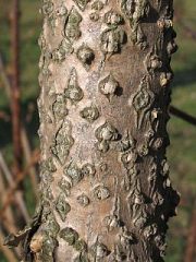 Forsycja porednia - kora