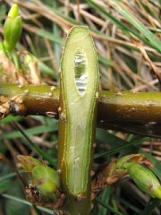 Forsycja porednia - rdze pdu
