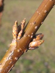 Forsycja porednia - pdy
