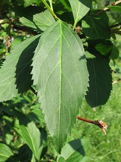 Forsycja porednia - licie