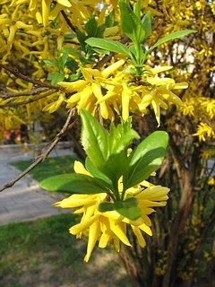 Forsycja porednia - mode licie