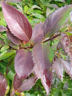 Forsycja porednia - jesienne licie
