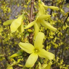 Forsycja porednia - kwiaty