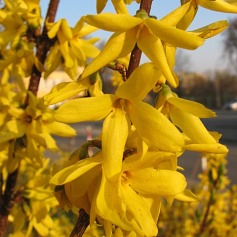 Forsycja porednia - kwiaty