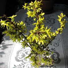 Forsycja porednia - kwiaty