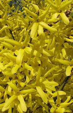 Forsycja porednia - pokrj