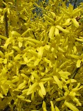 Forsycja porednia - kwiaty