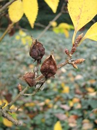Forsycja porednia - owoce