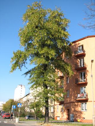 Pokrj glediczji trojcierniowej