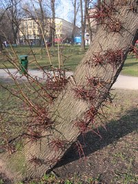 Ciernie na pniu glediczji trojcierniowej