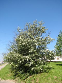 Gg jednoszyjkowy - pokrj