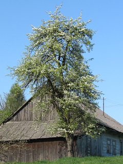 Grusza domowa - pokrj