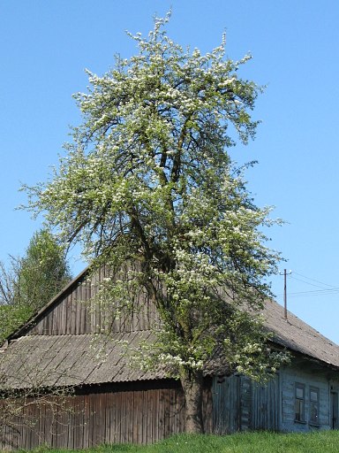 Grusza pospolita