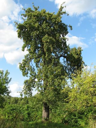 Grusza domowa - pokrj