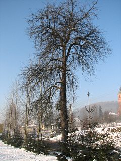 Grusza domowa - pokrj
