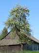Grusza pospolita