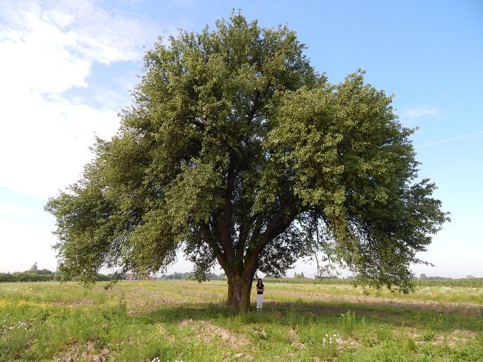Grusza polna w Lasotce