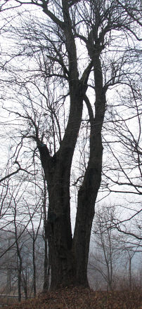 Grusza polna w Sierczy