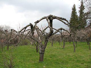 Jabo domowa - pokrj