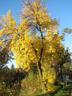 Pokrj jesiona pensylwaskiego