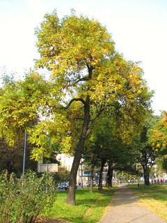 Jesion pensylwaski jesieni