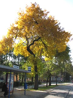 Pokrj jesiona pensylwaskiego