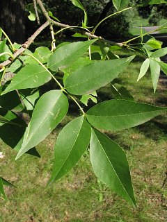 Licie jesiona pensylwaskiego