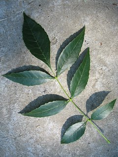 Licie jesiona pensylwaskiego