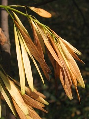 Owoce jesiona pensylwaskiego