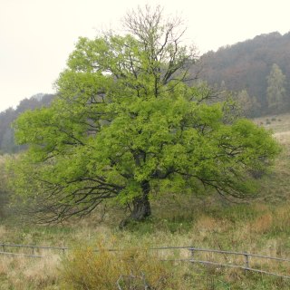 Jesion wyniosy