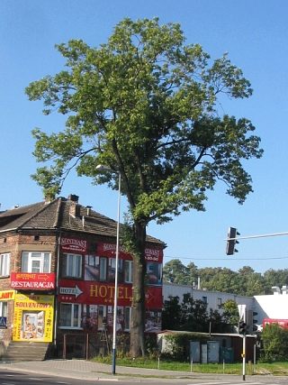 Pokrj jesiona wyniosego
