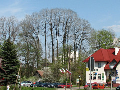 Korona jesiona wyniosego
