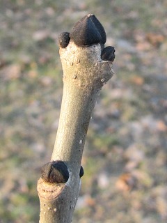 Pki jesiona wyniosego