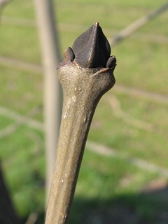 Pki jesiona wyniosego