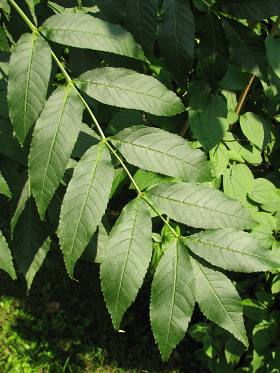 Licie jesiona wyniosego