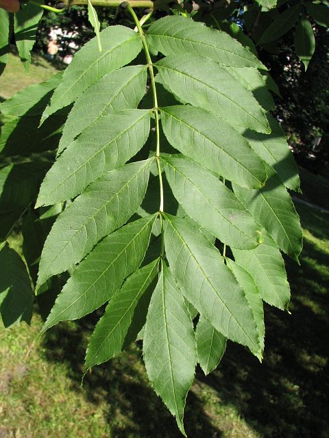 Licie jesiona wyniosego