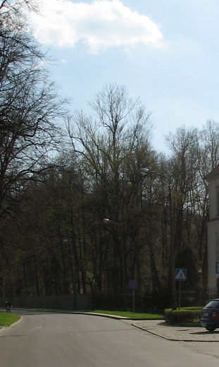 Rekordowy jesion wyniosy w Suchej Beskidzkiej