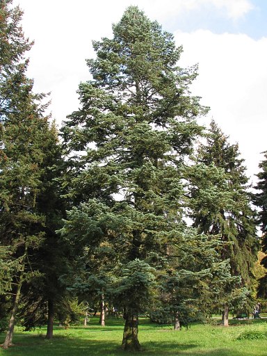 Joda kalifornijska