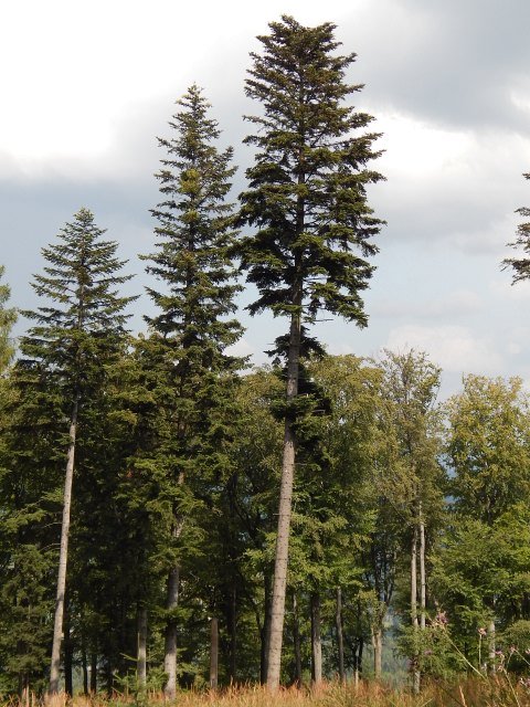 Pokrj jody pospolitej