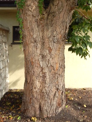 Kasztanowiec czerwony - kora