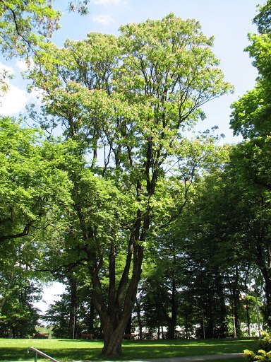 Kasztanowiec ty