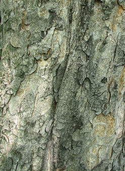 Kasztanowiec ty - kora
