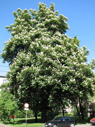 Kasztanowiec zwyczajny