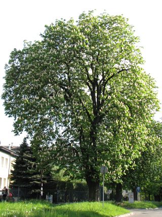 Kasztanowiec zwyczajny