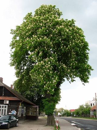 Kasztanowiec zwyczajny